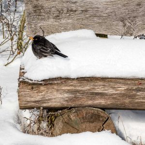 Wartberg - winterliches Sitzkissen