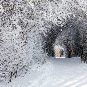 Wartberg - winterlicher "Tunnel"