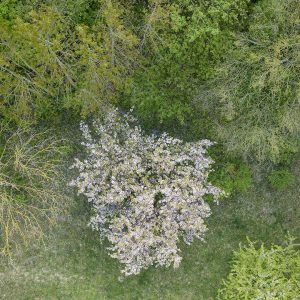 Wartberg - Baumblüte aus Vogelperspektive