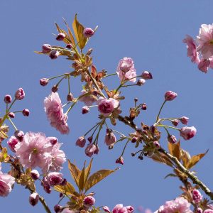 Wartberg - Frühlingsblüten