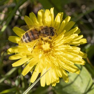 Biene auf Löwenzahnblüte