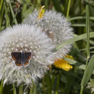 Pusteblume mit Schmetterling