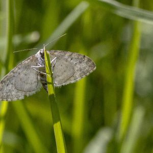 Wartberg - Schmetterling