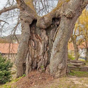 Atzenhausen - Linde