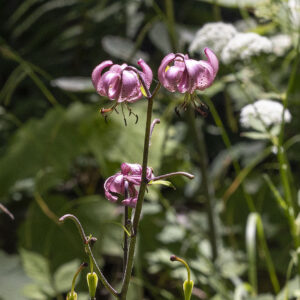 Großer Leinebusch - Blüten