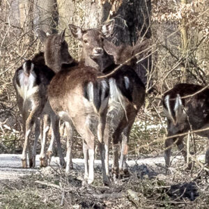 Rehe im Großen Leinebusch