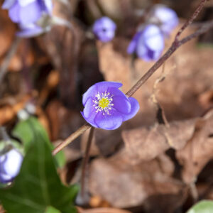 Großer Leinebusch - Hepatica-Nobilis