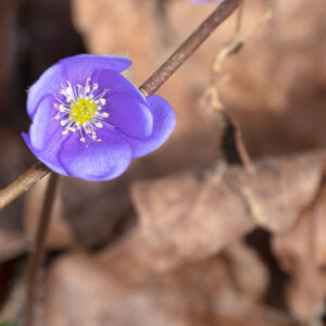 Großer Leinebusch - Hepatica-Nobilis